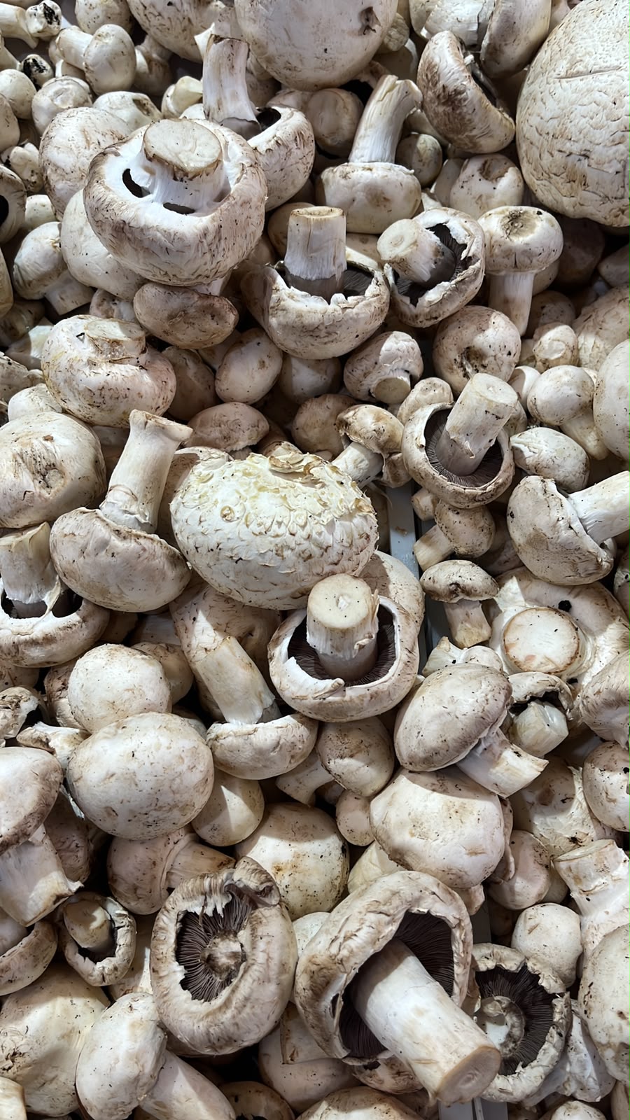 Champiñón (200 g)